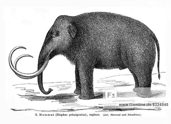 Abbildung eines Mammuts (Elephas primigenius)  Meyers Konversationslexikon  1897