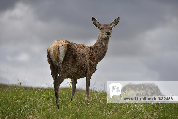 Roe Deer (Capreolus capreolus) in the Scottish mountains