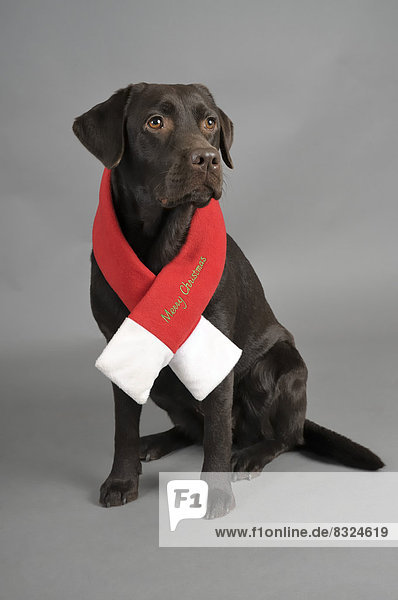 Brauner Labrador Retriever mit Weihnachtsschal
