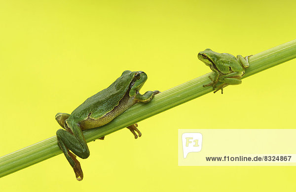 Two European Tree Frogs (Hyla arborea)