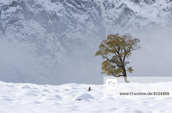 Winter in Ahornboden foggy mood
