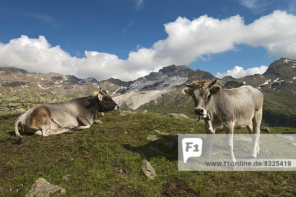 Tyrolean Grey Cattle on the Timmelsalm alpine pasture