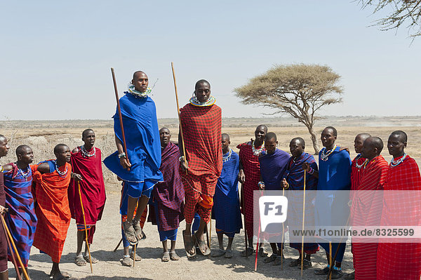 Maasai  group of men and women dancing  two men jumping