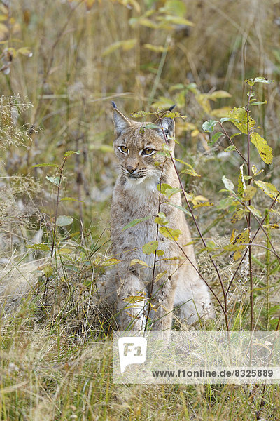 Eurasischer Luchs oder Nordluchs (Lynx lynx)  in herbstlicher Umgebung  Tierfreigehege Falkenstein