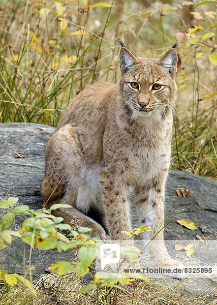 Eurasischer Luchs oder Nordluchs (Lynx lynx)  in herbstlicher Umgebung auf Felsen sitzend  Tierfreigehege Falkenstein
