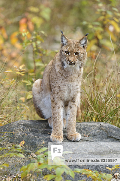 Eurasischer Luchs oder Nordluchs (Lynx lynx)  in herbstlicher Umgebung sitzend  Tierfreigehege Falkenstein