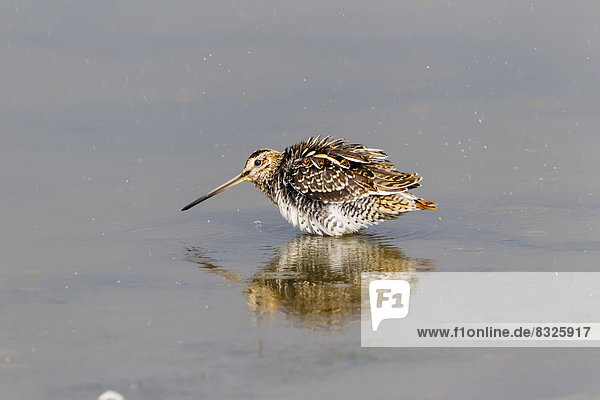 Common Snipe (Gallinago gallinago)