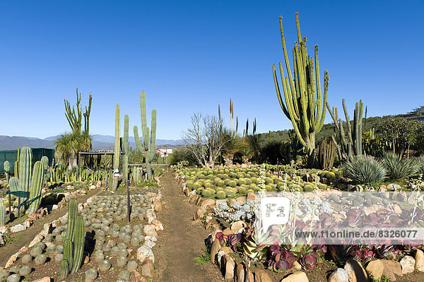 Cactus nursery