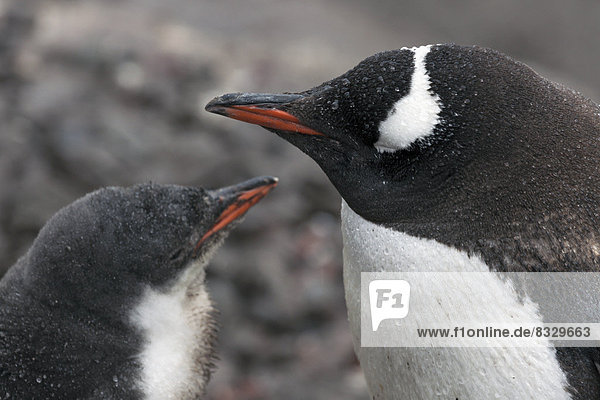 hoch  oben  nahe  jung  Eselspinguin  Pygoscelis papua  Pinguin