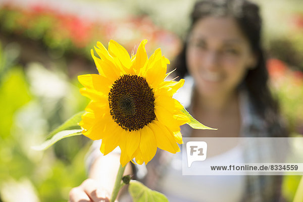 Ein Bauernhof  der biologisches Gemüse und Obst anbaut und verkauft. Eine Frau  die eine große Sonnenblume hält.