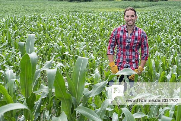 A man standing in a field of corn  on an organic farm.