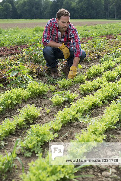 Ein Mann auf einem Feld mit kleinen Salatpflanzen  die in Furchen wachsen.