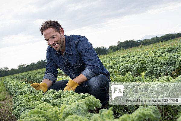 Reihen von lockig-grünen Gemüsepflanzen  die auf einem Biobauernhof wachsen. Ein Mann inspiziert die Ernte.