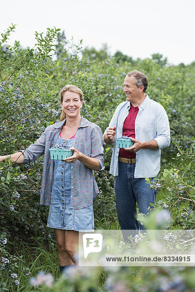 Ein Bio-Obstbetrieb. Ein reifes Ehepaar  das die Beerenfrüchte von den Sträuchern pflückt.