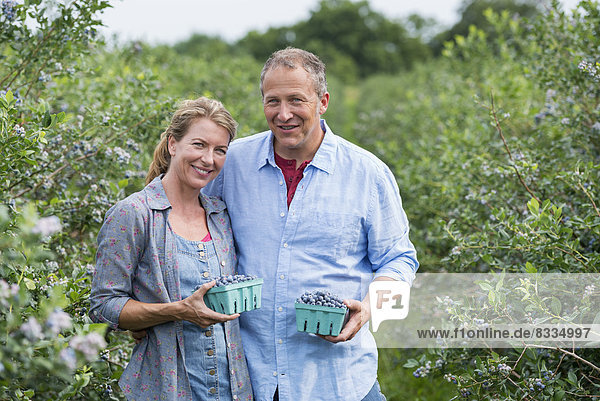An organic fruit farm. A mature couple picking the berry fruits from the bushes.