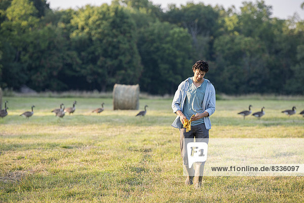 A man walking across a field  away from a flock of geese outdoors in the fresh air.