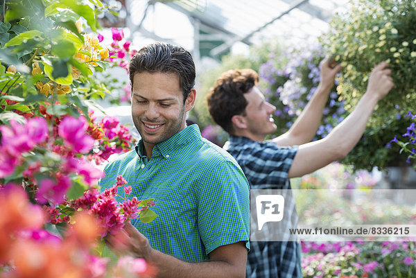 Ein kommerzielles Gewächshaus in einer Gärtnerei  die biologische Blumen anbaut. Zwei Männer arbeiten  stutzen Pflanzen ab und kontrollieren Hängekörbe.