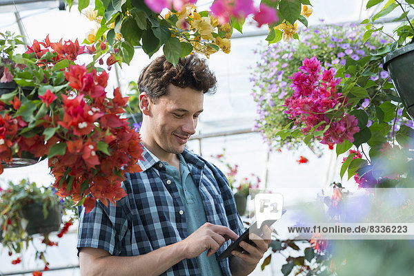 A commercial greenhouse in a plant nursery growing organic flowers. Man working  using a digital tablet.