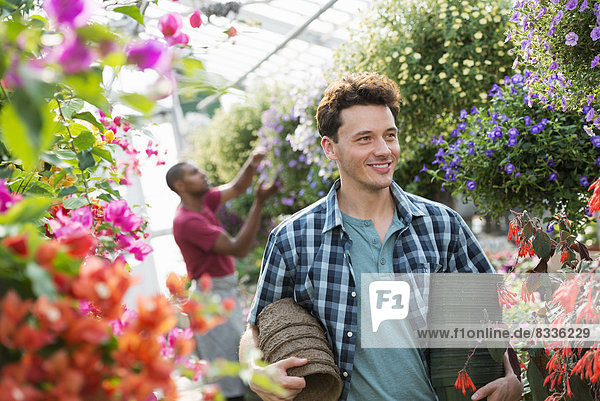 Ein kommerzielles Gewächshaus in einer Gärtnerei  die biologische Blumen anbaut. Ein Mann  der arbeitet und Töpfe trägt.