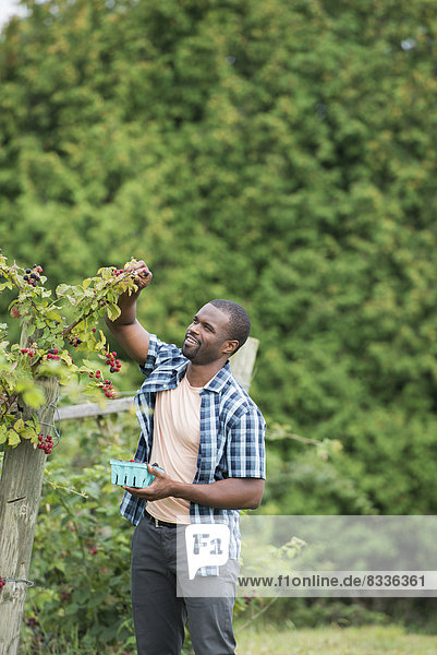 Picking blackberry fruits on an organic farm. A man reaching up to pick berries.