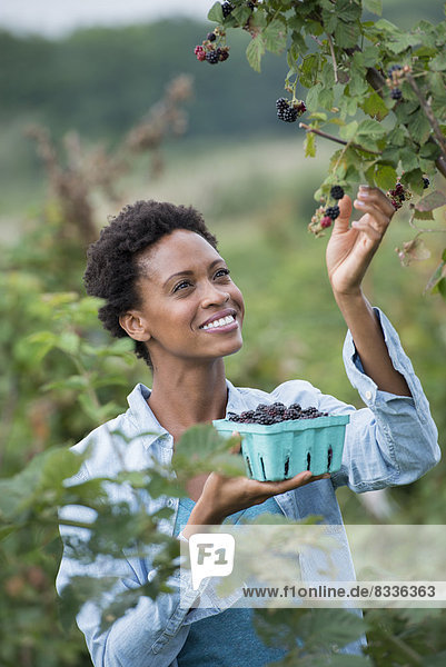 A woman reaching up to pick berries from a blackberry bush on an organic fruit farm.