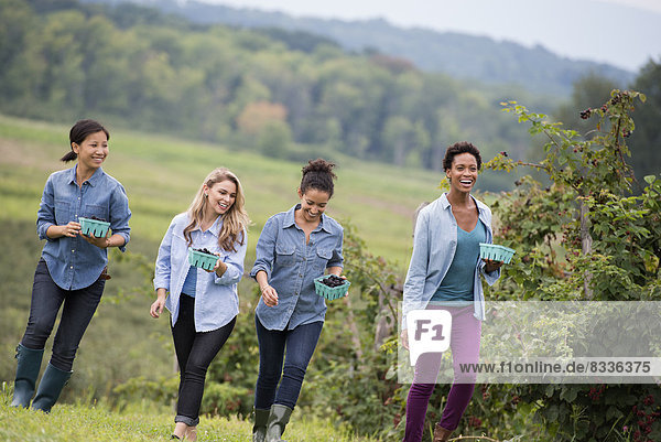 Pflücken von Brombeerfrüchten auf einem Bio-Bauernhof. Vier Frauen laufen zwischen den Reihen von Obststöcken.