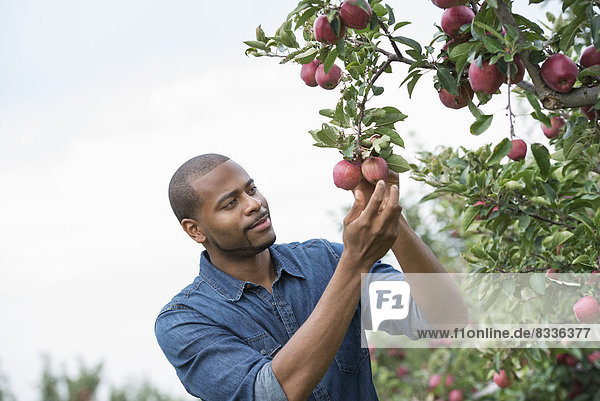 Ein Obstgarten mit biologischem Apfelbaum. Ein Mann pflückt die reifen roten Äpfel.
