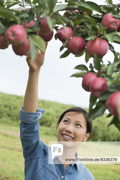 Ein Obstgarten mit biologischem Apfelbaum. Eine Frau pflückt die reifen roten Äpfel.