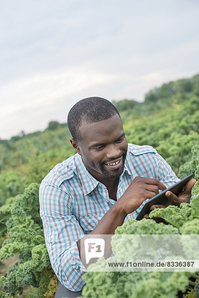 An organic vegetable farm. A man working among the crisp curly kale crop  using a digital tablet.