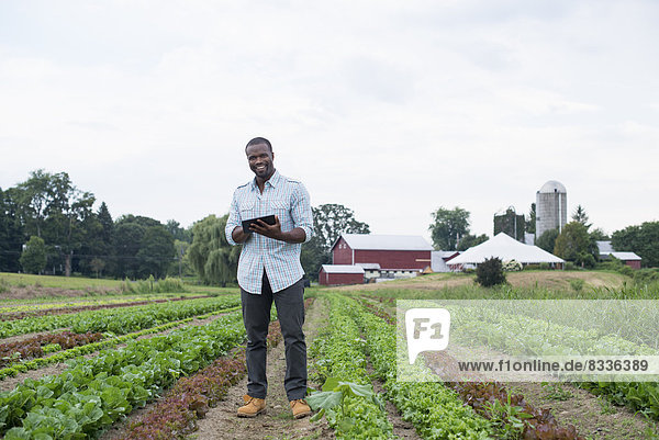 Ein Biobetrieb  der Gemüse anbaut. Ein Mann auf dem Feld inspiziert den Salatanbau mit Hilfe eines digitalen Tabletts.
