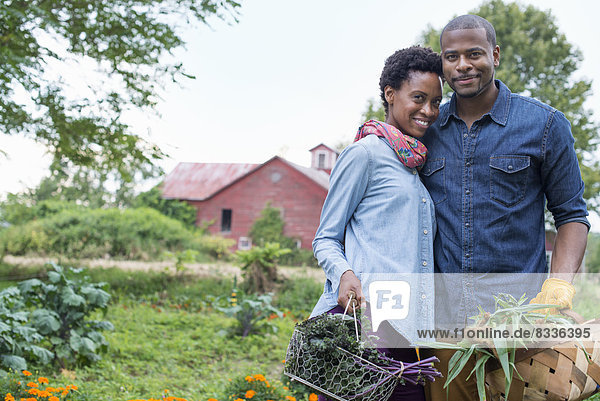 An organic vegetable garden on a farm. A couple carrying baskets of freshly harvested corn on the cob and green leaf vegetables.