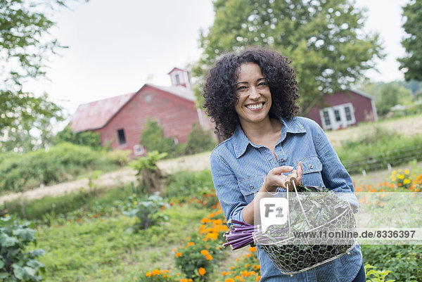 Ein biologischer Gemüsegarten auf einem Bauernhof. Eine Frau trägt einen Korb mit frisch geernteten  gelockten  grünen Blättern.