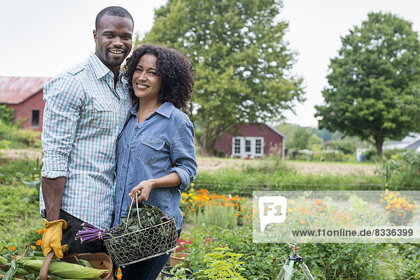 Ein biologischer Gemüsegarten auf einem Bauernhof. Ein Paar  das Körbe mit frisch geerntetem Maiskolben und grünem Blattgemüse trägt.