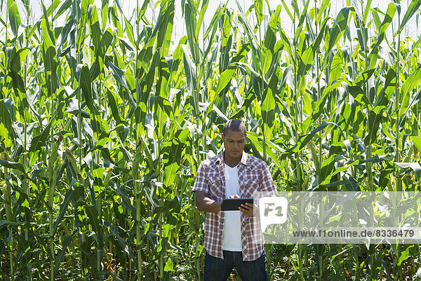 Ein Mann in Arbeitskleidung steht vor einer hohen Maisernte  die ihn überragt.