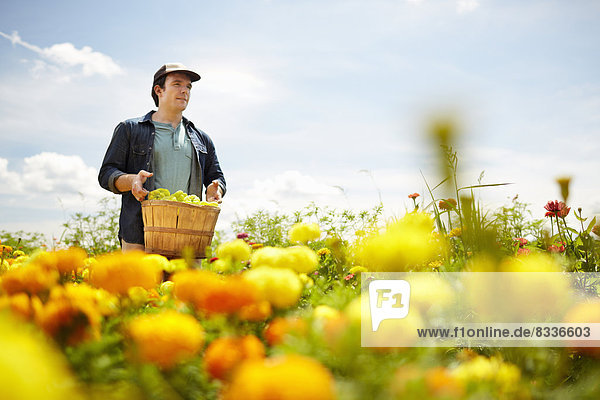 Ein Landwirt  der auf seinen Feldern im Staat New York arbeitet. Eine gelbe und orange Blumenkultur aus biologischem Anbau.