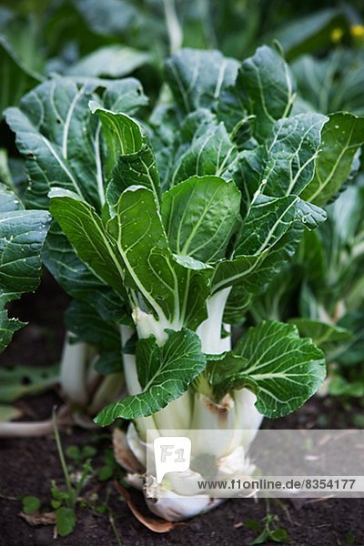 Close-up of vegetable on field  pak choy