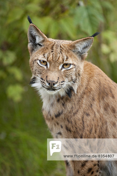 Eurasischer Luchs  Nordluchs (Lynx lynx)  Tierfreigelände  Nationalpark Bayerischer Wald  Bayern  Deutschland