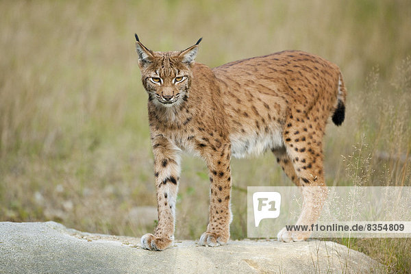 Eurasischer Luchs,  Nordluchs (Lynx lynx),  steht auf einem Felsen,  Tierfreigelände,  Nationalpark Bayerischer Wald,  Bayern,  Deutschland