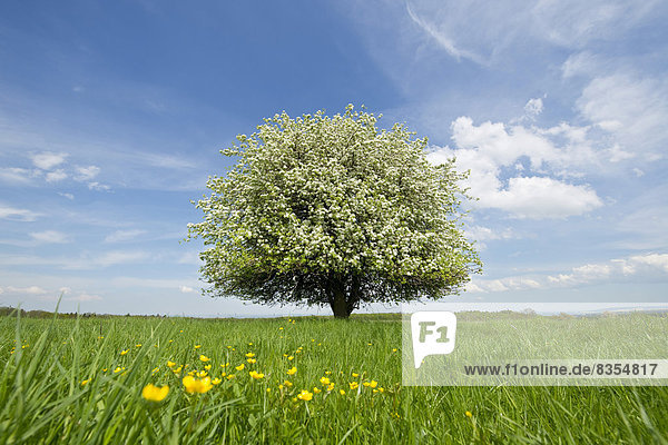 Einzelner blühender Birnbaum (Pyrus communis) auf einer Wiese  Thüringen  Deutschland