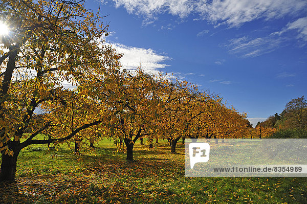 Süßkirschen (Prunus avium)  Plantage im Herbst  Bayern  Deutschland