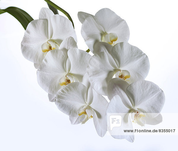 Weiße Orchidee (Phalaenopsis)  Blüten