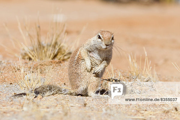 Kap-Borstenhörnchen (Xerus inauris) kratzt sich  Namibia