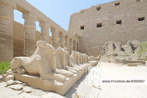 Säulen und Statuen  Karnak-Tempel  UNESCO-Weltkulturerbe  Theben  Luxor  Gouvernement Luxor  Ägypten