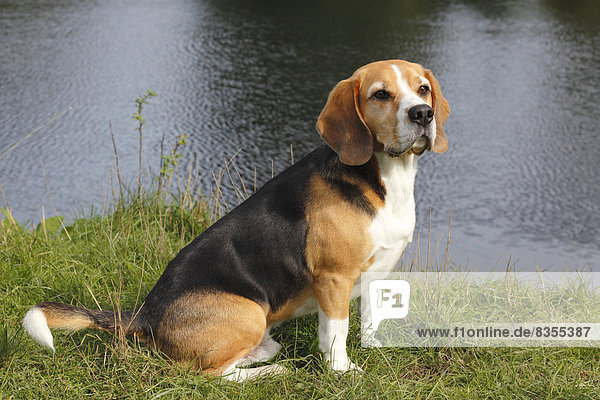 Beagle sitzt im Gras