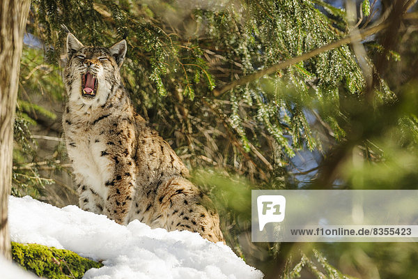 Eurasischer Luchs (Lynx lynx)  Nationalpark Bayerischer Wald  Bayern  Deutschland