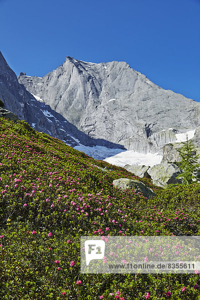 Alpenrosen und Piz Badile  Val Bondasca  Graubünden  Schweiz