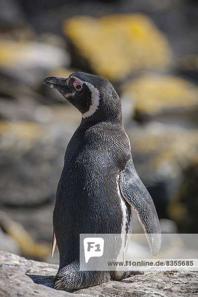 Magellan-Pinguin (Spheniscus magellanicus)  Carcass Island  Falklandinseln