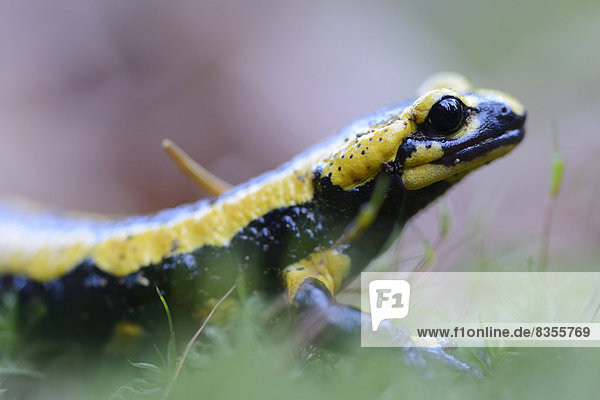 Feuersalamander (Salamandra salamandra)  Sachsen-Anhalt  Deutschland
