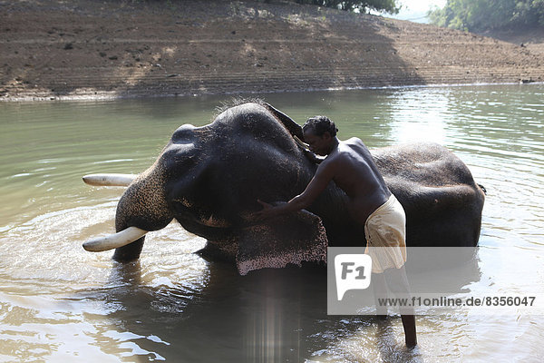 Mahut badet einen Asiatischen Elefanten (Elephas maximus)  Kappukadu Elephant Rehabilitation Centre  Kottur  Kerala  Indien