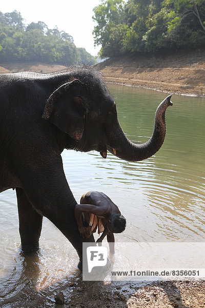 Mahut wäscht einem Asiatischen Elefanten (Elephas maximus) das Bein  Kappukadu Elephant Rehabilitation Centre  Kottur  Kerala  Indien